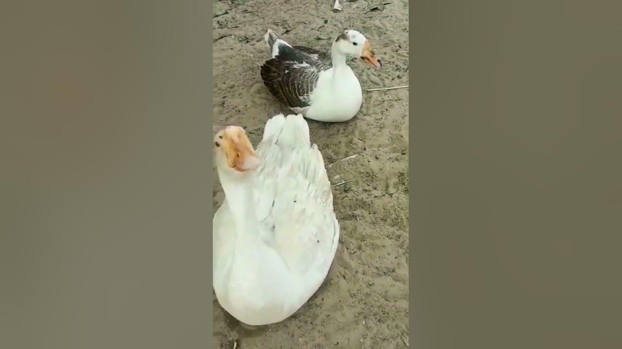 Duck 🦆🦆 #shortvideo #animal #youtube #shortsvideo #youtuber - YouTube