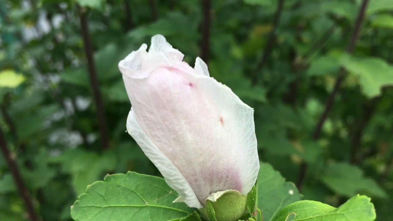 美しい花の画像 トップ100真夏 花
