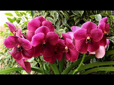 Vidéo: Growing Vanda Orchid - En savoir plus sur le soin des orchidées Vanda