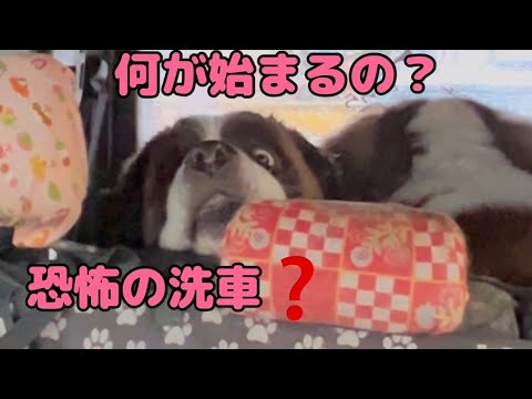 【セントバーナード】貸切ドッグランで大暴走の後は、恐怖の洗車でお目目がまん丸に飛び出てしまいました。