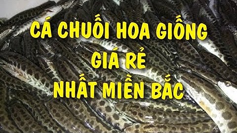 CÁ CHUỐI HOA - CÁ QUẢ GIỐNG BAO ĐẦU RA CHO Bà Con  Liên Hệ Đặt Hàng Giống Với Giá Rẻ Nhất Ạh