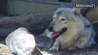 オオカミ一家　氷のおきて~Wolves and ice