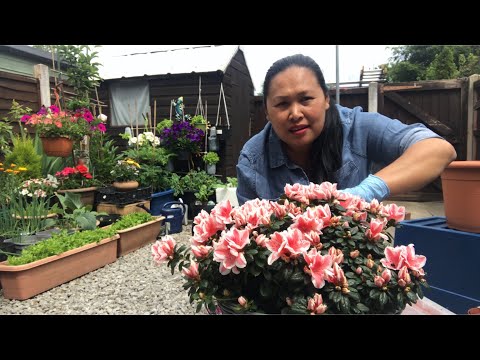 วีดีโอ: เกี่ยวกับการปลูกดอกไม้ในฤดูร้อนที่ไม่ดี