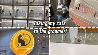 taking my cats to the groomer🐈birds,toys,playing w cats💕*TALKING*