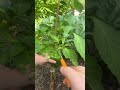 #garden harvest this evening 🫑🍅🥒