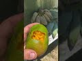 60 second taste test 🥭 “Mystery Mango”