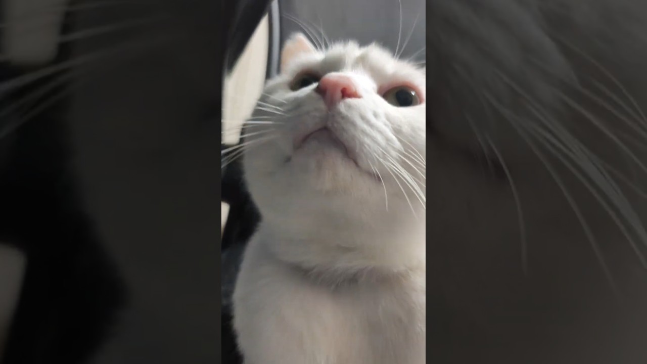 猫ねこにゃーにゃー - YouTube