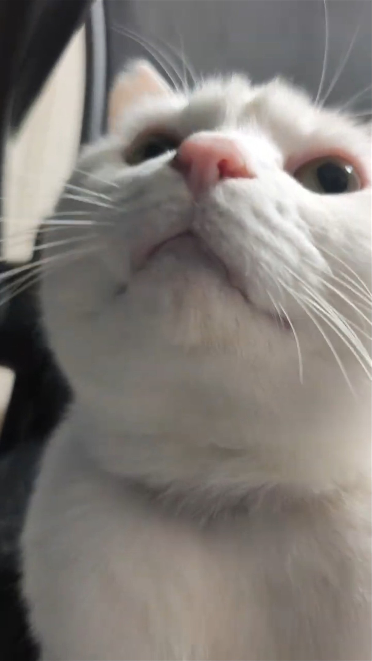 猫ねこにゃーにゃー - YouTube