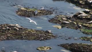 Motoring Seal at Flamborough Head @meganboardman6091