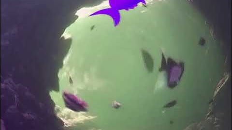 I KILLED AVS VIDEO EDITOR - SAMPLE PROJECT