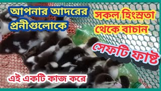 Youtube এ এই প্রথম, চিনা হাসের বাচ্চাকে রক্ষা করার সর্বোত্তম পদ্ধতি, একটা কাজ করুন, ডাক্তার খামারী