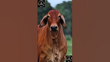 Sapi brahman #cow #sapi  #sapigemuk #sapimakan