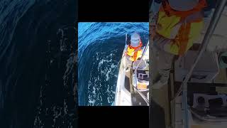 Gökçeada sinarit avı #fishing #fish #remix