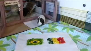 Guinea pigs Charlie and Rocco predict the winner of Brazil vs. Belgium soccer match screenshot 5