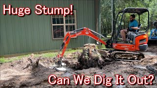 Massive Oak Stump Removal with Kubota Mini Excavator!