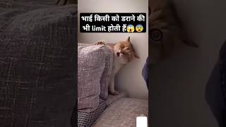 Cat Reaction to Teddy Bear Trap 😂😱😡🧸🐱 Epic Mad!