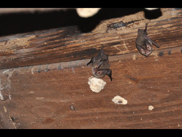 How to Find, Remove and Exclude Bats from Your Home 