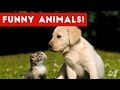 Funniest Animal Reactions  Bloopers  amp  Moments November 2016 Weekly Compilation   Funny Pet Videos