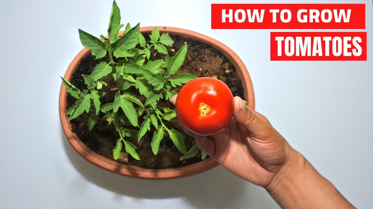 how to grow tomatoes from seed YouTube