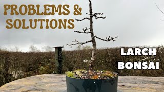 Larch Bonsai Overhaul ~ Problems & Solutions..! #bonsai #problemsolving #solution