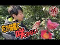椿の花が綺麗に咲かない!?なぜそうなったのか状態を観察して原因を調べてみましょう。寒い冬は鳥も食べ物を探しています。