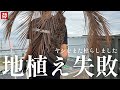 618. もう越冬準備をやめよう。別府はヤシ放置でいいのかも。。。