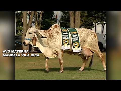 LOTE 17 BRAVA 2 FIV BLUEDVIL VR 4848-CI