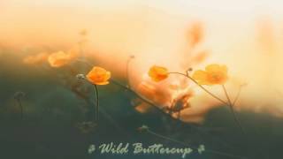 Celtic Fantasy Music - Wild Buttercup