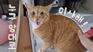 겁 많은 고양이랑 이사하기 | 고양이 브이로그 | cat vlog by 전자 고양이 솜뭉치 1,079 views 5 months ago 5 minutes, 7 seconds