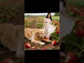 #情感 《草莓田的“莓”好伙伴:我的金毛吃货搭子》