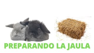 Como Prepararle la JAULA a Nuestro CONEJO Belier Mini lop +Materiales necesarios curso de conejos#4