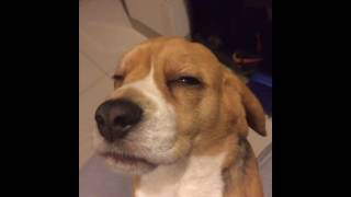 stoned dog