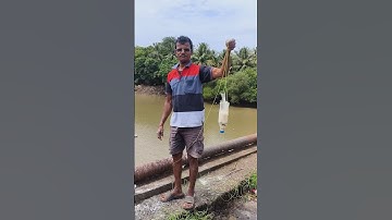 Water Bottle Fishing 🐟🎣😍 | bottletrap Fishing 🔥😍🐟 | #shorts #fishing #fish #shortvideo #viral