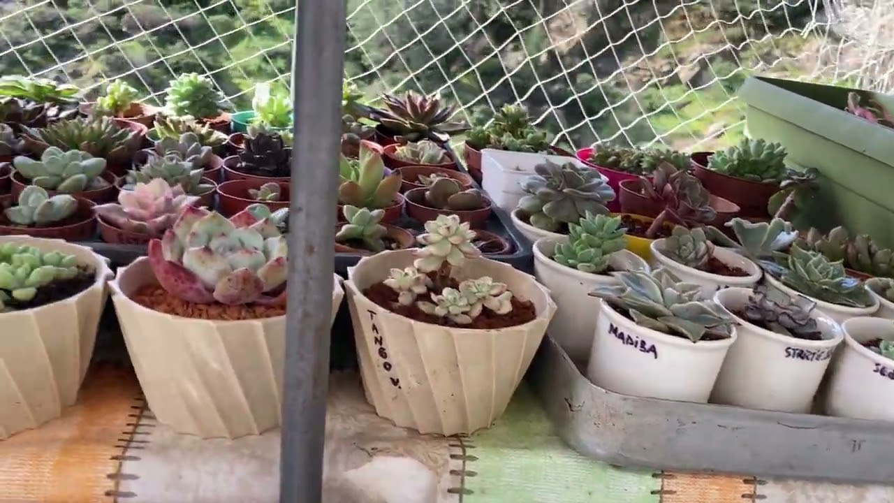 ⚠️Saatte 70 km Hızla Esen Rüzgar⚠️ Balkonum ne hale gelmiş #fırtına #sukulent #balkon #afet 