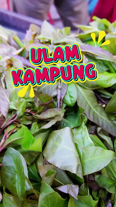 PUCUK PUTAT ULAM KAMPUNG YANG RARE