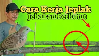 cara kerja jeplak jebakan perkutut