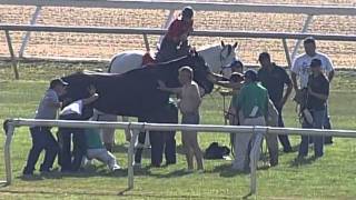 Tampa Bay Downs Horse in Pond 2.  Front Angle.