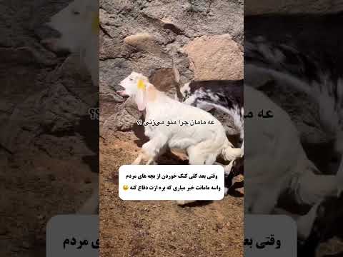 زهرا مندلی اهل روستا با ما همراه باشید