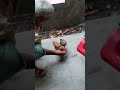 প্রাণীর ভালোবাসা #shortvideo #trending #youtubeshorts #pets #love