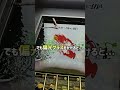 「偏光グラスってすげー！！」となる動画 #shorts #釣り