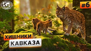 Животный мир Кавказа. Хищники | @Русское географическое общество