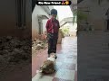 New place New friend 😄 #rio #doglove #petsrule #pets #funny #viralvideo
