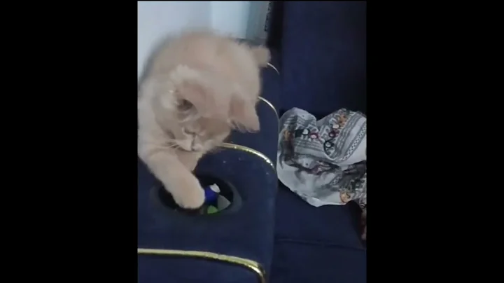 Video 10219421: kitten big cat, best cat kitten, cat toy kitten, cat kitten playing, kitten cat house, kitten cat ball, cat sound kitten, cat playing mouse, cute cat, meow