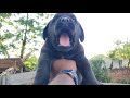 Black Labrador Puppies heavy bone available - Doggyz World
