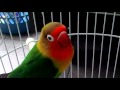 Video Kicau Burung Lovebird