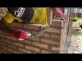 Como fazer parede tijolinho a vista simples e fácil