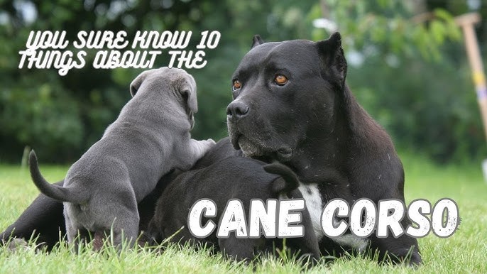 are cane corsos territorial