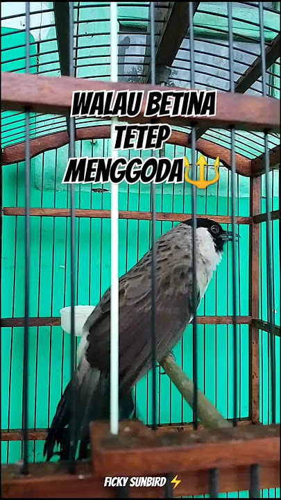 Kutilang Betina Ngotot 🔥⚡ #kutilanggacor #kutilangisiankacer #kutilangpikatsupergacor