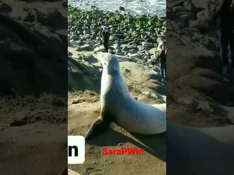 SeaLion Almost Attacked