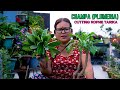 How to grow plumeria flower plant from cuttings i champa cutting bata ropne tarika